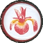 Iris beer